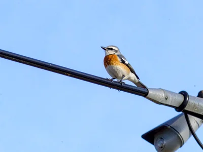 Bird on telephone wire