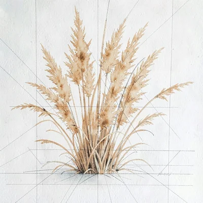 Painterly gouache of an ornamental grass clump in soft ochre, fine pencil scaffo