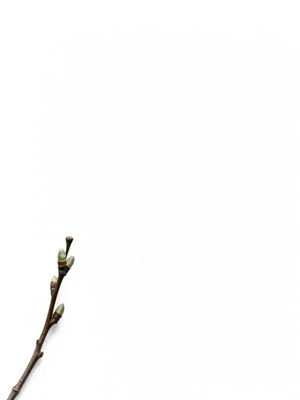 A bare spring branch with exactly three buds about to open, isolated against eno