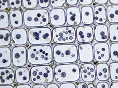 Onion epidermis cells, classic brick-wall arrangement with visible nuclei as dar