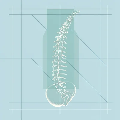 Overlapping diagrams of a spine in flexion and extension, semi-transparent layer