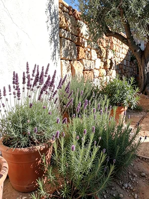 Lavender Pot Against White Wall