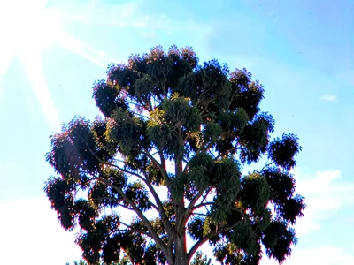 Tree against bright sky chromatic