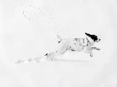 Dog running on white creating dots