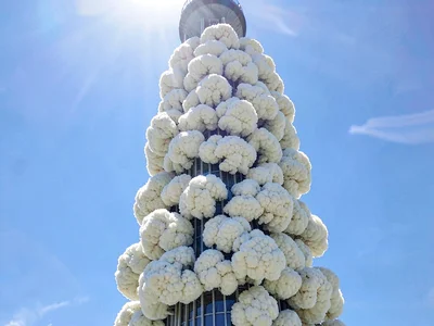 Cauliflower texture in full sunlight