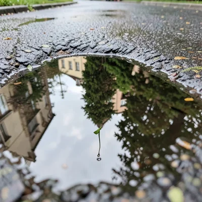 Single raindrop hanging from a leaf tip, entire garden reflected inside the drop