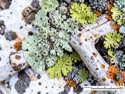 Lichen on old bone, pale green growth on white weathered surface, life colonizin