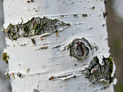 Paper birch white peeling