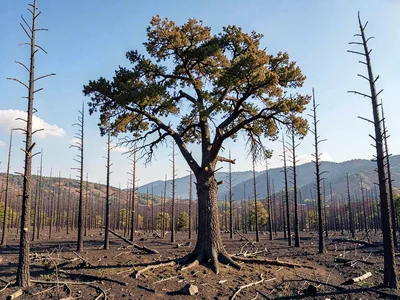 Single living tree surviving among burned dead standing