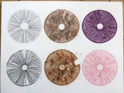 Multiple spore prints on one sheet, different species creating different colored