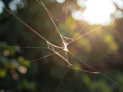 Thread of spider silk catching morning light, suspended between nothing and noth