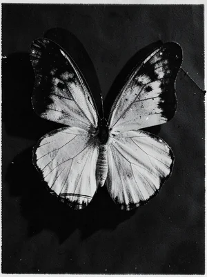 A butterfly wing pressed flat — wing veins as fine silhouette detail