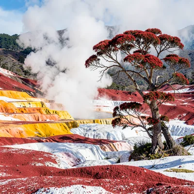 Rotorua geothermal landscape, active earth palette, Pohutukawa tree with crimson