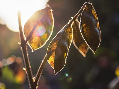 Seed pods with light through