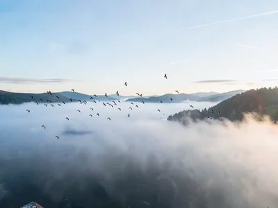 Birds rising above mist layer into clear