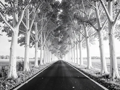 Avenue of trees white tunnel effect