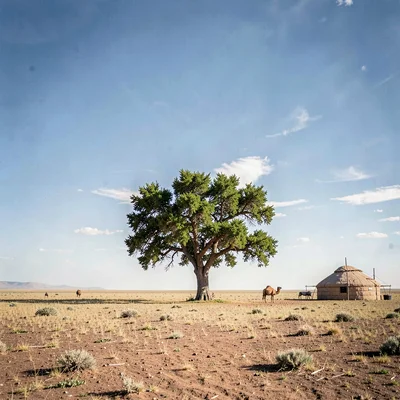 Gobi steppe horizontal, Mongolian vastness, Single tree on vast empty plain, gre