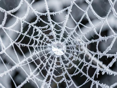 Hoarfrost on spider web creating jewel
