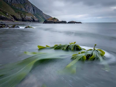 Seaweed in current rendered as soft green blur