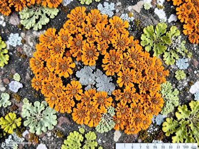 Xanthoria parietina in bright orange covering a concrete wall, nitrogen-loving l