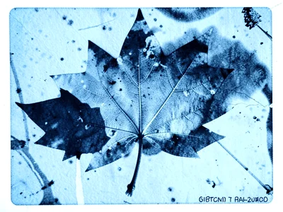 Leaf collection cyanotype