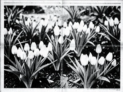 Faded xerox of garden catalog page, spring bulbs barely visible through noise