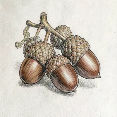 hand-drawn study of acorns and beechnuts with shell detail