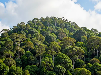 Forest canopy from ridge