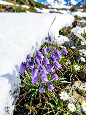 Soldanella cluster at melting ice