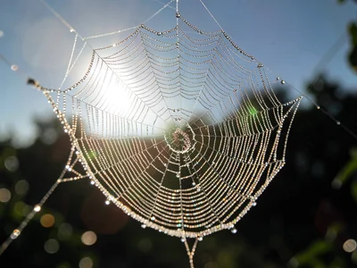 Spider web with sun creating jewels