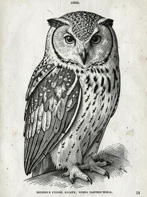 Victorian barn owl study