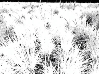 Meadow where grass glows bright white