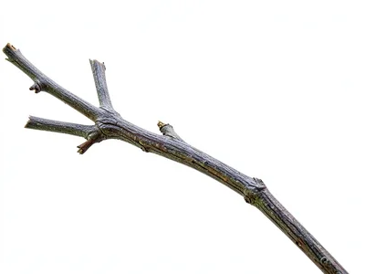 Single branch in frame edge