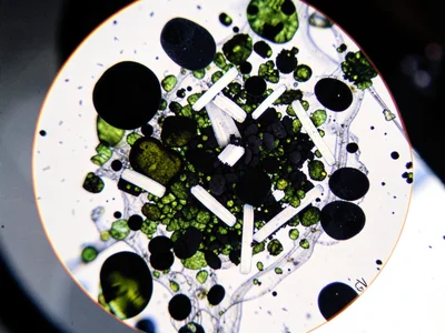 A basalt thin section in polarized light with black opaque minerals, green olivi