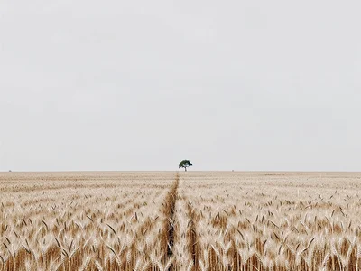 Tiny tree on horizon line with massive negative space of wheat field