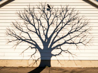 The shadow of a bare deciduous tree cast onto the flat side of a white barn in e