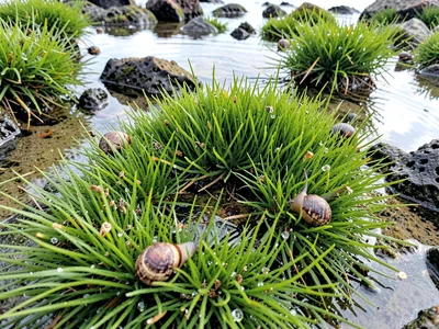 Green algae turf with snails grazing