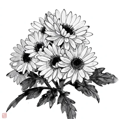 Chrysanthemum cluster in full bloom, dark centres, pale radiating petals