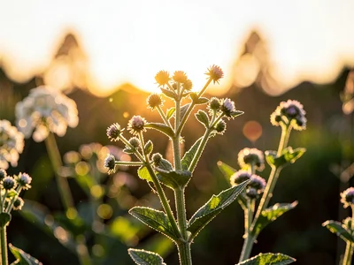 Weed flowers backlit creating glow