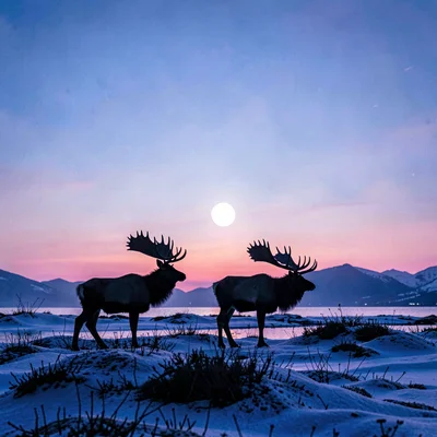Polar liminal light, extended blue hours, Wild reindeer silhouetted against past