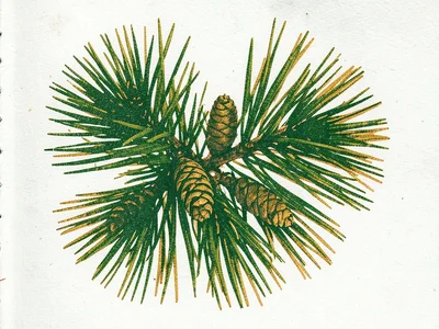 A pine branch with cones in forest green and warm gold risograph ink