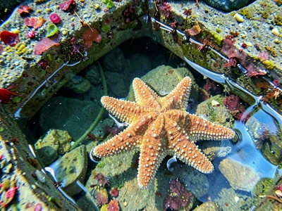 Star fish in pool corner