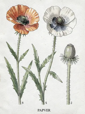 Papaver somniferum botanical illustration