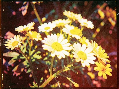 Flowers with yellowed highlights