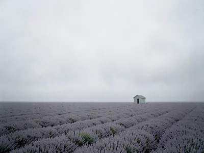Tiny shed at edge of endless grey lavender field in overcast