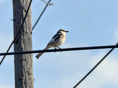 Lone bird on wire