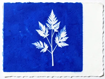 Edge of cyanotype exposure, sharp boundary between deep blue exposed area and ra