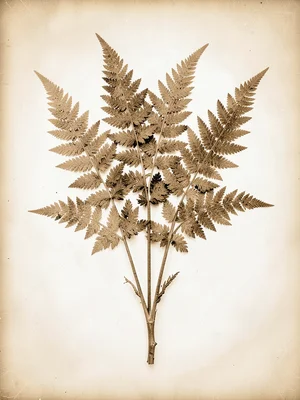 A Victorian botanical study — plant specimen on white ground, ferns arranged pre