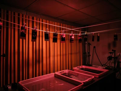 Curtain of Drying Negative Strips